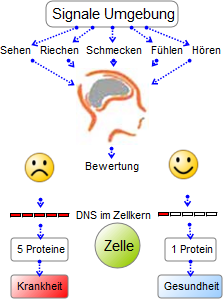 Schema der Genregulation von Wahrnehmung bis Protein